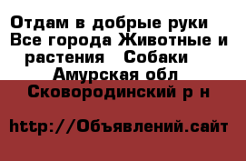 Отдам в добрые руки  - Все города Животные и растения » Собаки   . Амурская обл.,Сковородинский р-н